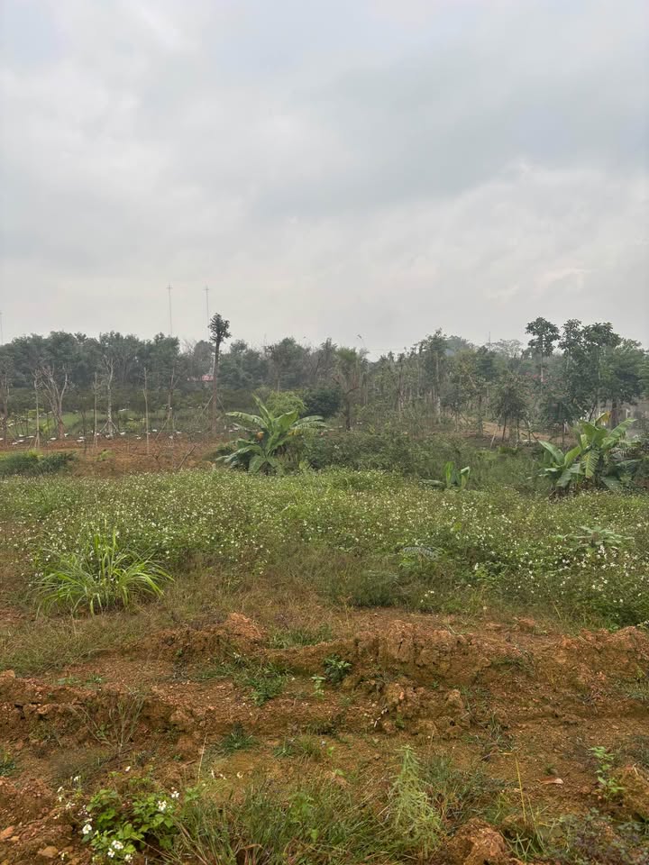 Đất nền Ba Trại, đường 414, 650m² giá 2 tỷ - Cơ hội đầu tư tuyệt vời!