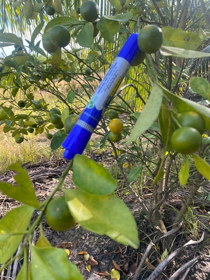 Đất nền Trường Lưu, Hòa Thành 142.5m² giá 1.425 tỷ - Đầu tư sinh lời nhanh chóng!