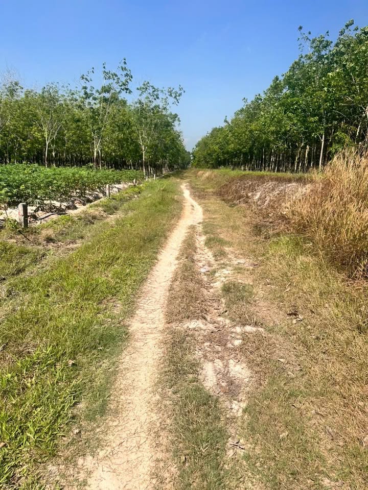 Đất nền Hảo Đước Châu Thành 960m² giá 190 triệu - Cơ hội đầu tư tuyệt vời!