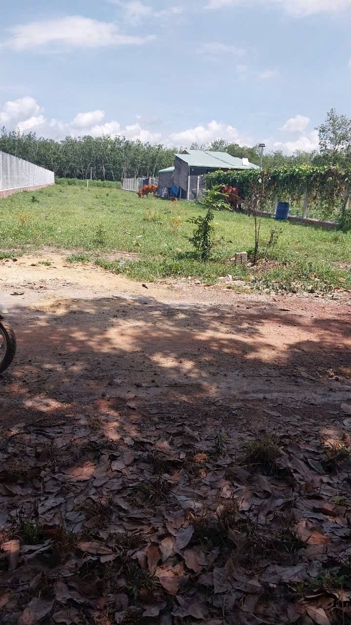 Đất nền Bình Minh Tây Ninh 528m² giá 320 triệu - Cơ hội đầu tư không thể bỏ qua!