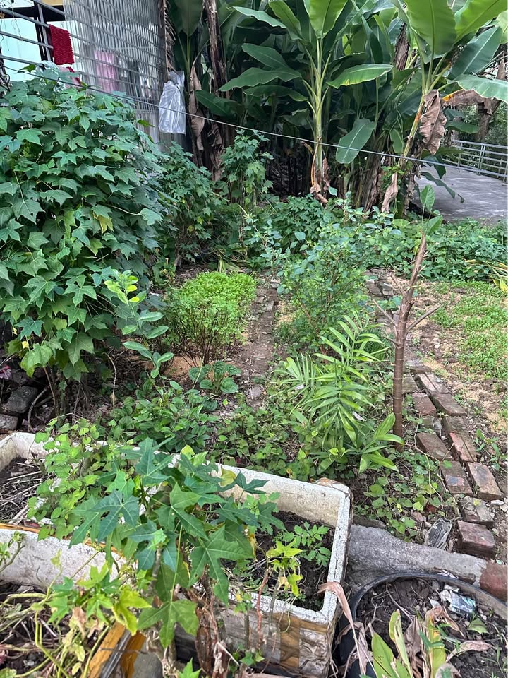 Đất nền phường Nông Tiến Tuyên Quang 75m² giá 850 triệu - Cơ hội đầu tư tuyệt vời!