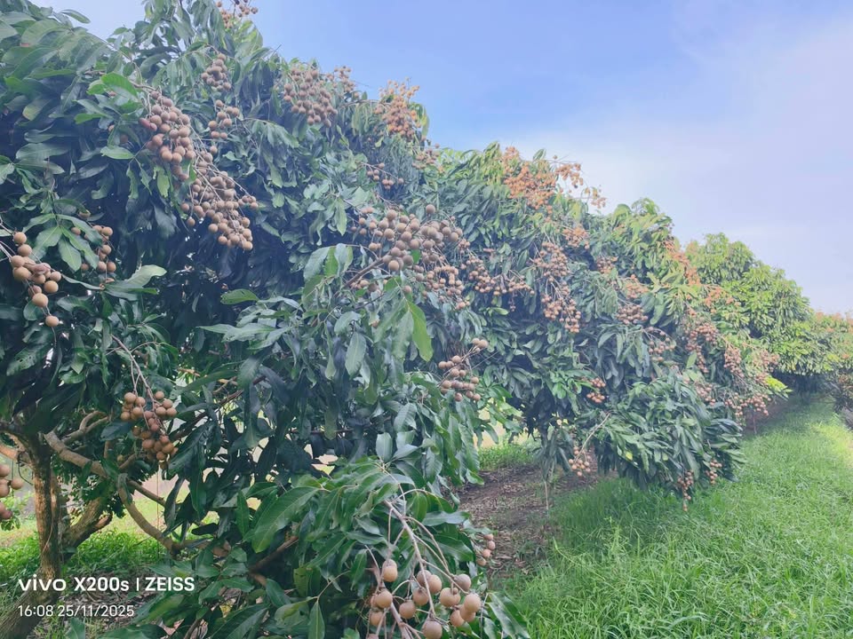 Đất vườn 8300m² tại Thới Thạnh Đông, Cần Thơ - Giá chỉ 2 tỷ VND, đầu tư sinh lời!