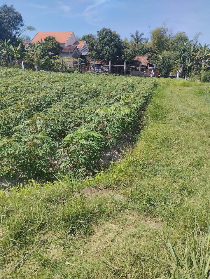 Đất nền Tịnh Bình 800m² - Gần đường ô tô, giá thỏa thuận hợp lý!