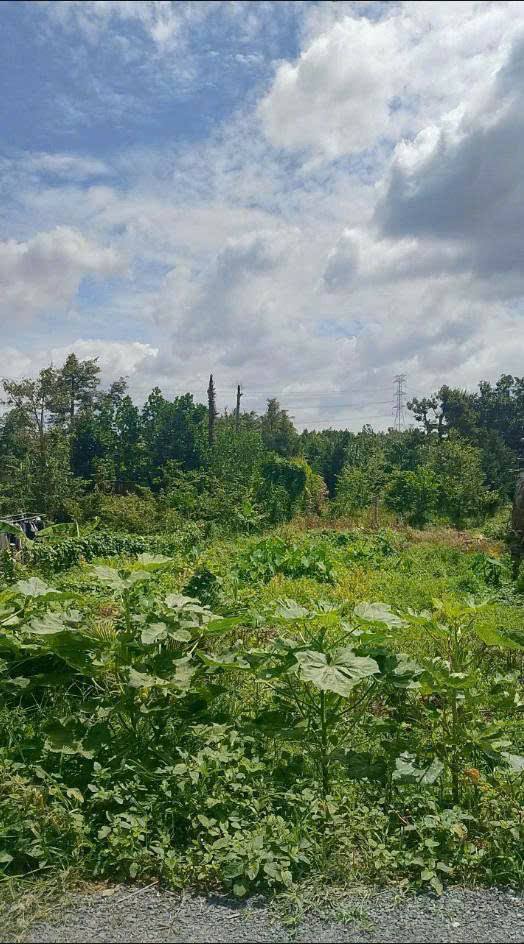 Đất thổ cư Ngũ Hiệp, Cai Lậy 140m² giá 900 triệu - Đầu tư sinh lời ngay!