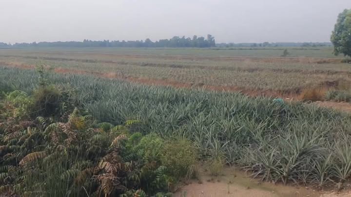 Đất nền Tân Phước 12.000m² giá 1.44 tỷ - Cơ hội đầu tư tuyệt vời!