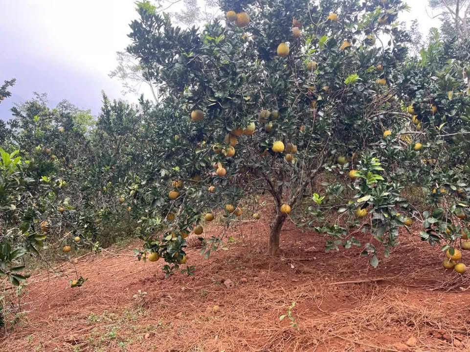 Đất nghỉ dưỡng Cao Sơn Đà Bắc 3000m² - Nhà sàn bê tông đẹp, chỉ việc về ở!