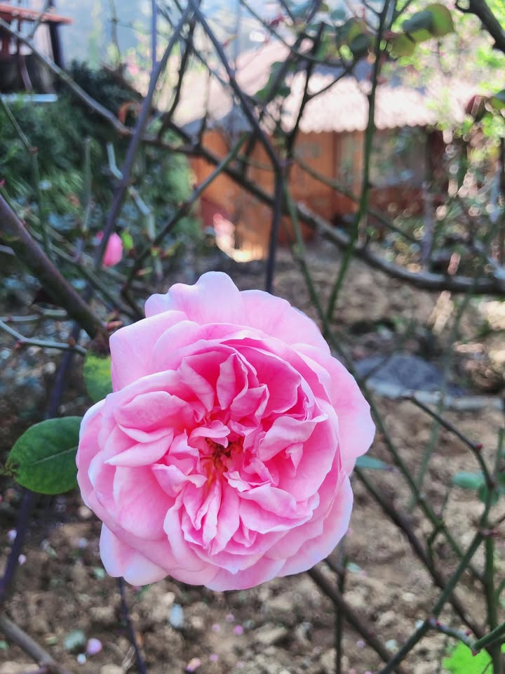 Đất vườn Tam Phú, Tam Kỳ 1.400m² giá chỉ 1 tỷ - Cơ hội đầu tư hấp dẫn!