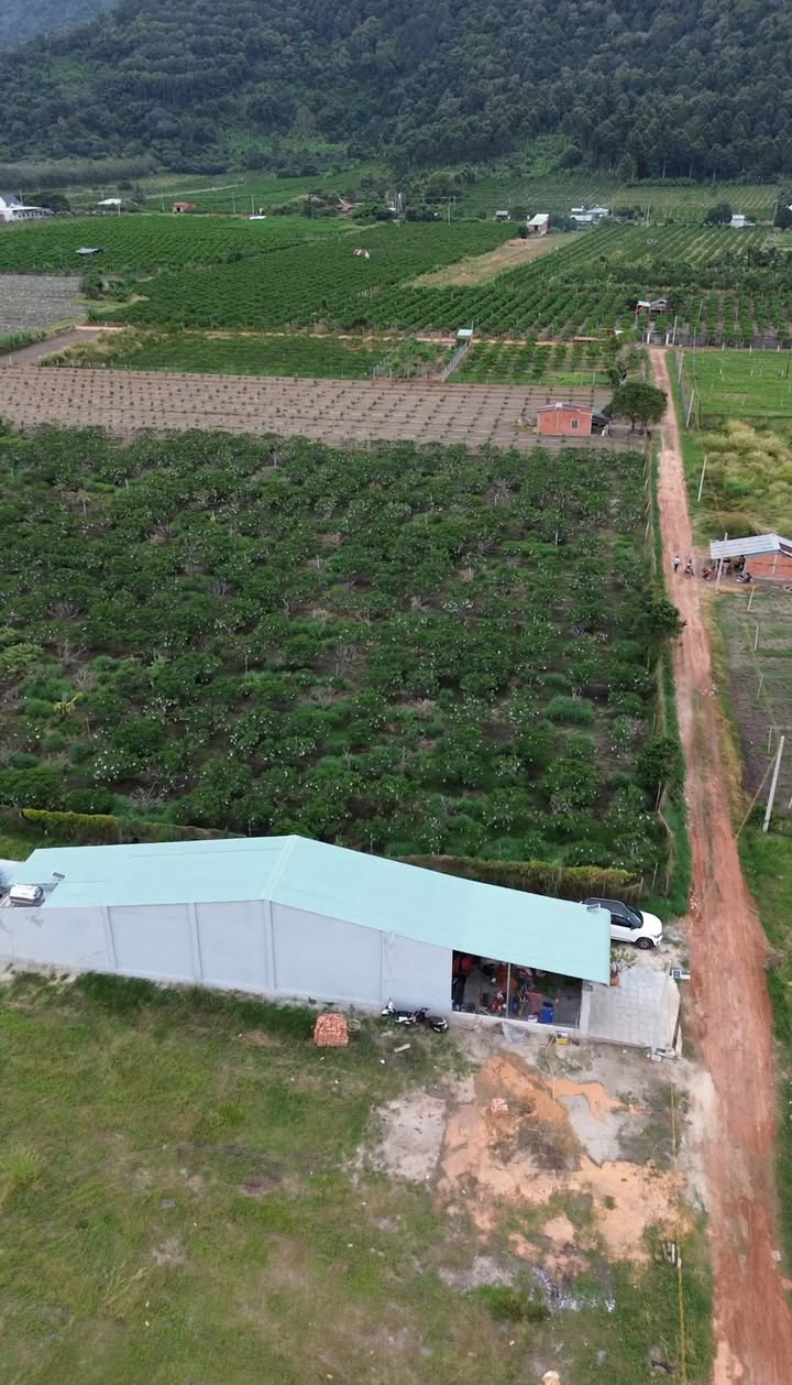 Đất thổ cư Thạnh Lợi Tây Ninh 175m² giá thỏa thuận - Sổ đỏ chính chủ sẵn sàng!