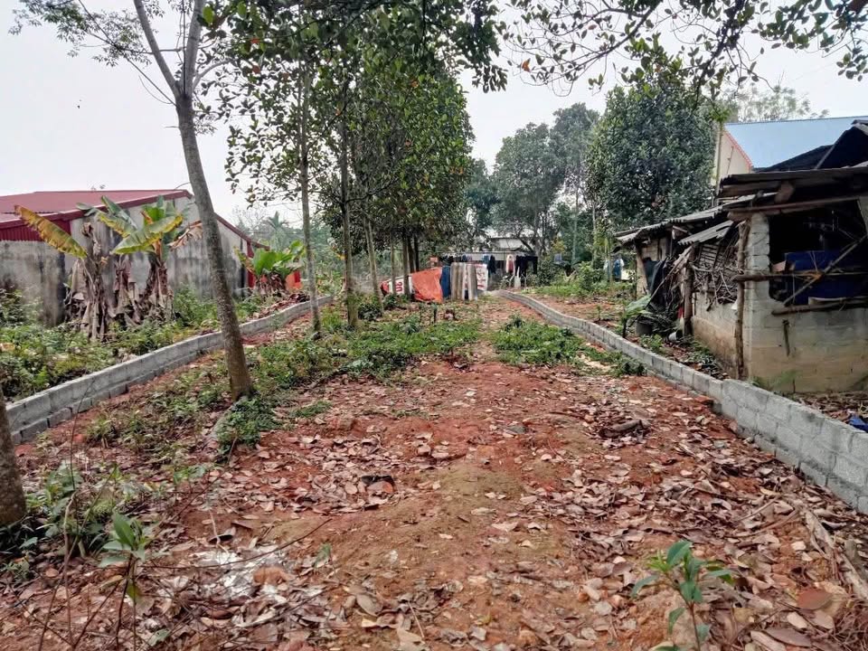 Đất thổ cư Thịnh Đán 240m² giá 1.2 tỷ - Pháp lý rõ ràng, xây nhà vườn lý tưởng!