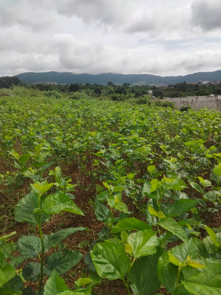 Đất nền Đông Thanh Lâm Hà 830m² giá 2 tỷ - Cần bán gấp trong 2 tháng!