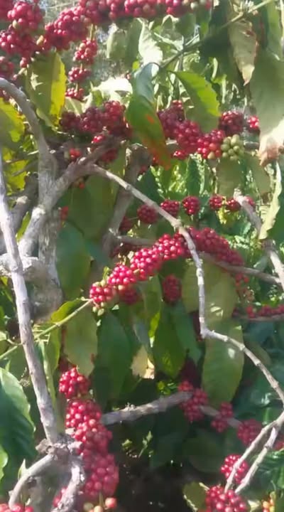 Farm 1ha3 tại Ea Ral, Đắk Lắk giá 1.6 tỷ - Cơ hội đầu tư hấp dẫn!