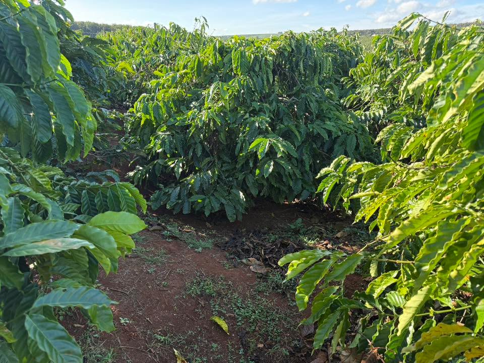 Đất Farm 1ha tại Kon Gang Đăk Đoa Gia Lai giá 1.87 tỷ - Đầu tư sinh lời ngay!