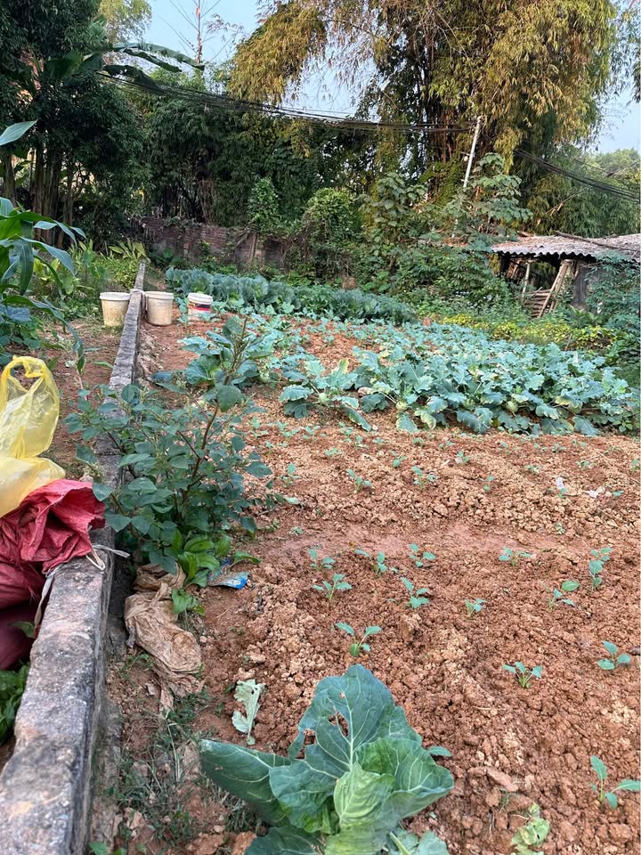 Đất thổ cư An Tường Tuyên Quang 180m² giá 2 tỷ - Mặt tiền rộng, vị trí đẹp!