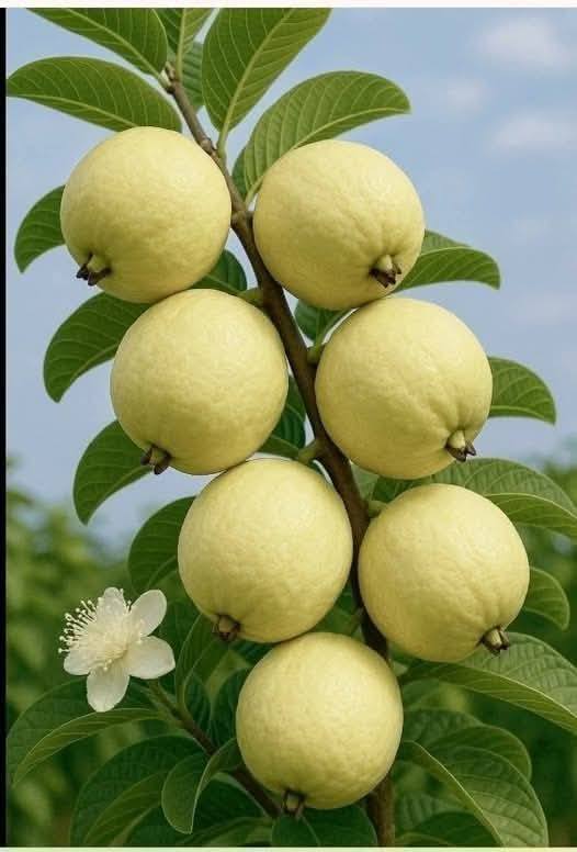 Đất nền thổ cư 71m² Phường Phước An Đông giá 699 triệu - Chỉ 2 phút đến Trung tâm hành chính!