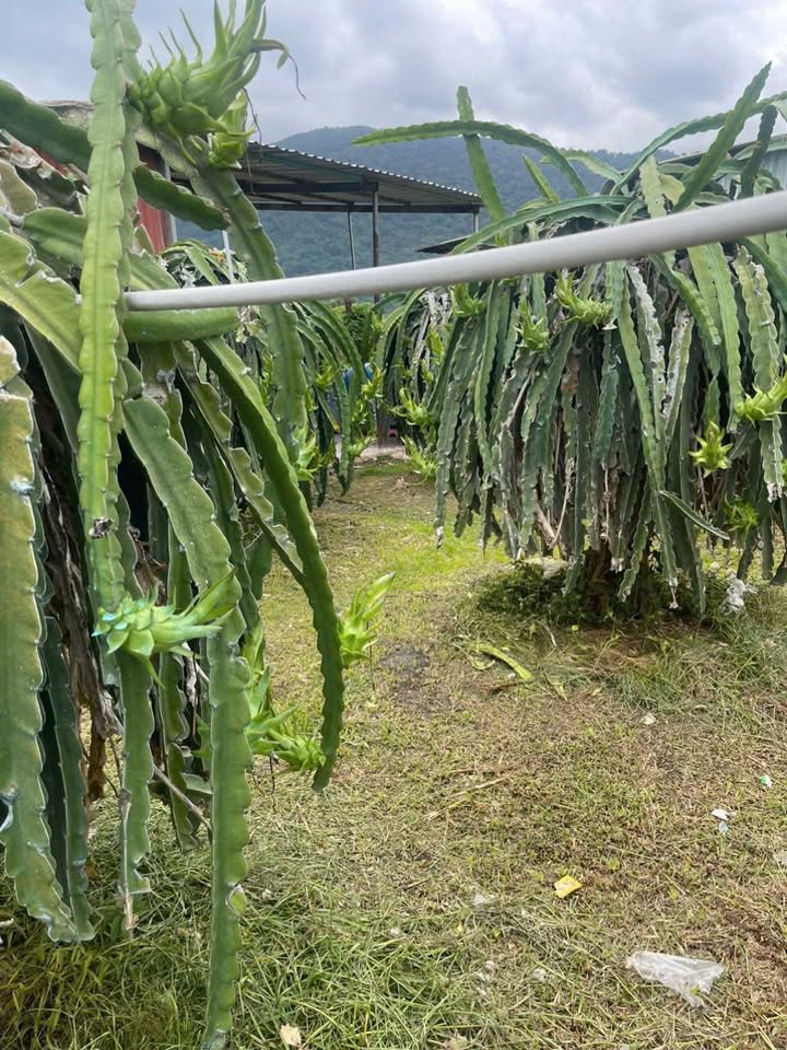 Bán vườn Thanh Long Trắng tại Xã Hàm Minh 5272m² - Cơ hội đầu tư tuyệt vời!