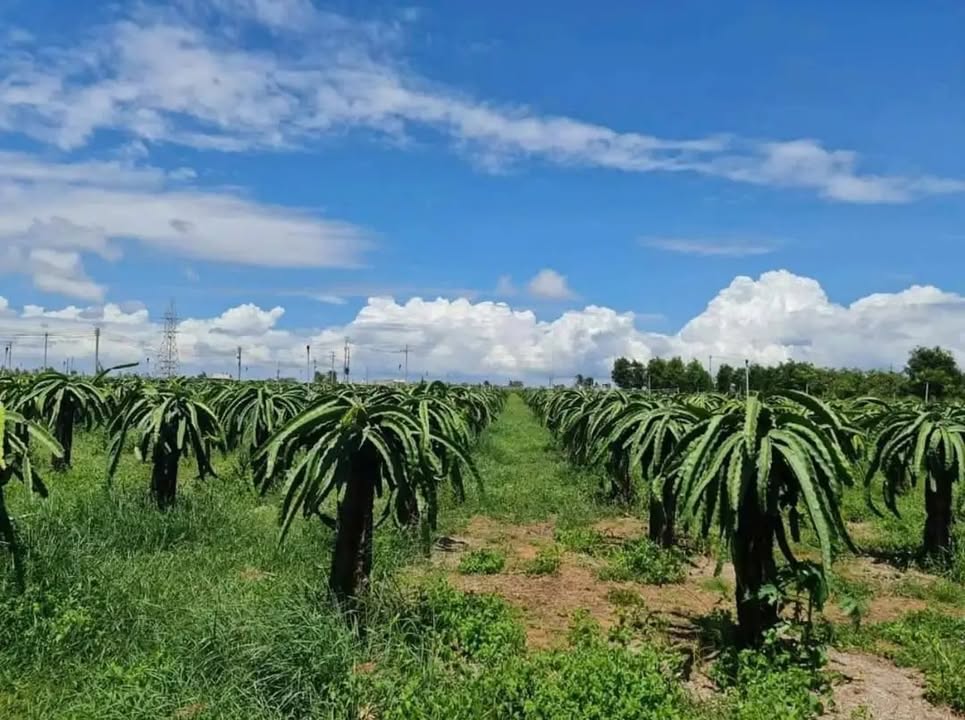 Đất Farm 4,3ha tại Phan Thiết - Gần Novaworld, Giá 2,2 tỷ - Cơ hội đầu tư tuyệt vời!