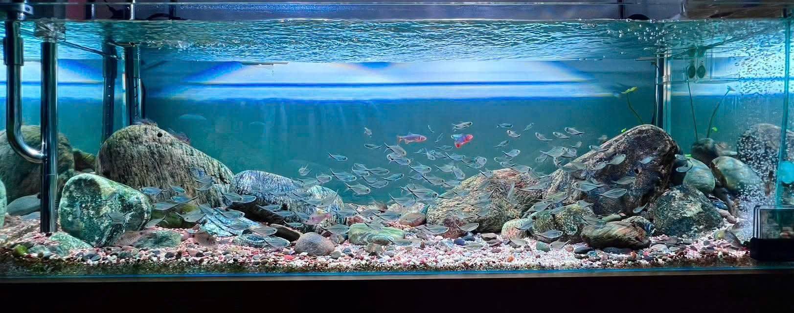 Căn hộ The Botanica Tân Bình 58m² giá 4.5 tỷ - Tầng cao, view thoáng mát!