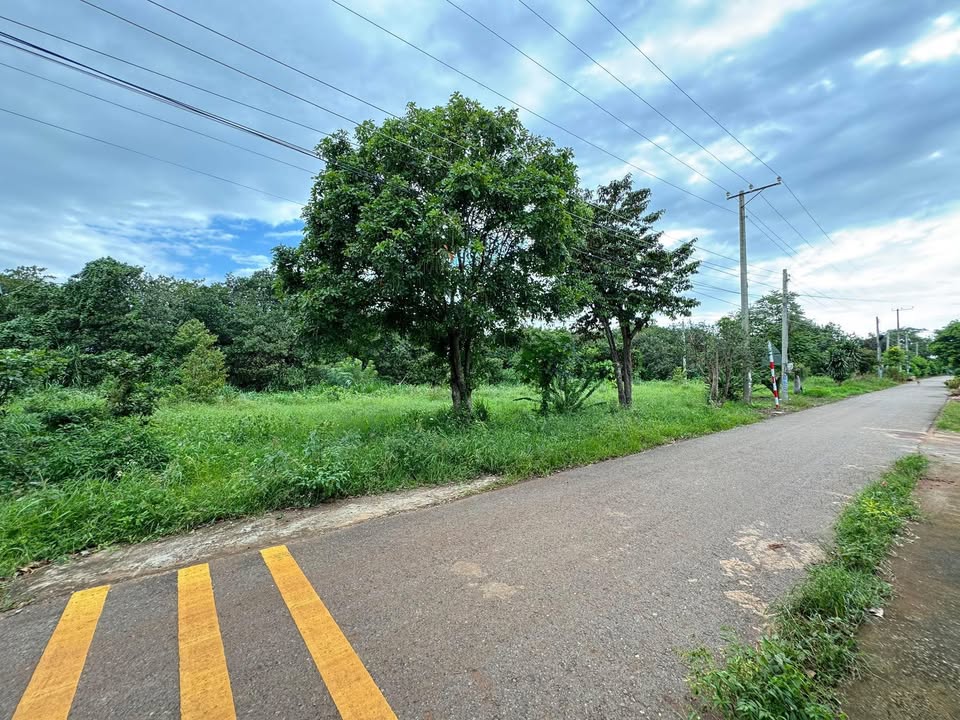 Bán đất xây nhà vườn 520m² xã Long Tân, huyện Đất Đỏ - Cơ hội đầu tư tuyệt vời!