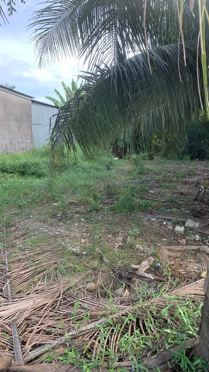 Đất nền mặt tiền Tỉnh lộ 915, xã Lưu Nghiệp Anh, Vĩnh Long 480m² giá 1 tỷ - Tiềm năng kinh doanh lớn!