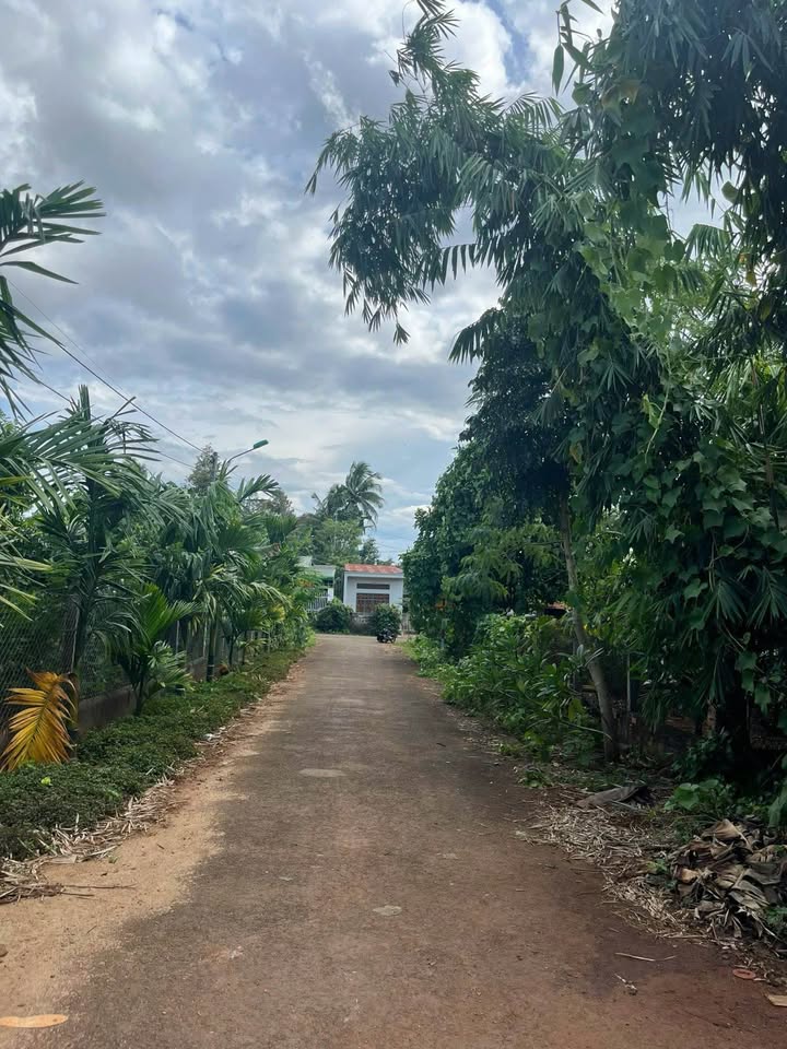 Đất nền Buôn Ma Thuột 312m² - Chính chủ cần bán, hẻm xe hơi thông thoáng!