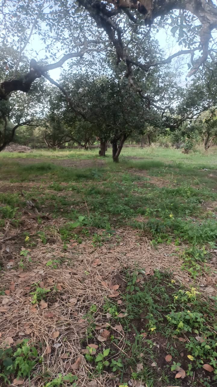 Đất Farm Bù Gia Mập 20000m² giá 2.3 tỷ - Mặt tiền đường ô tô vào tận nơi!