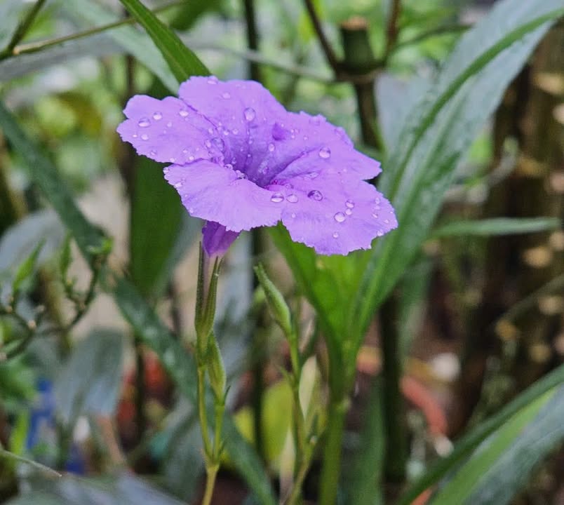 Bán nhà mặt tiền Trần Văn Khéo, Cần Thơ 64m² giá 20 tỷ - Kinh doanh sầm uất!