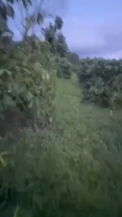 Đất nông nghiệp 2 sào tại Dangkang Krông Bông - Giá chỉ 400 triệu hấp dẫn!