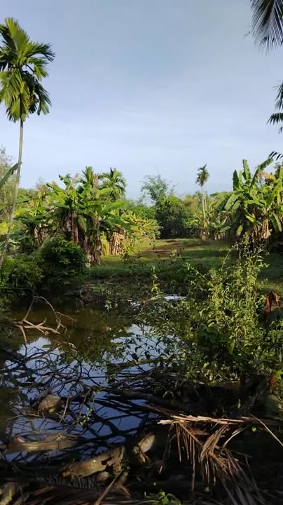 Nhà vườn Nhuận Đức Củ Chi 1645m² giá 4.95 tỷ - Vị trí đẹp, thuận tiện kinh doanh!