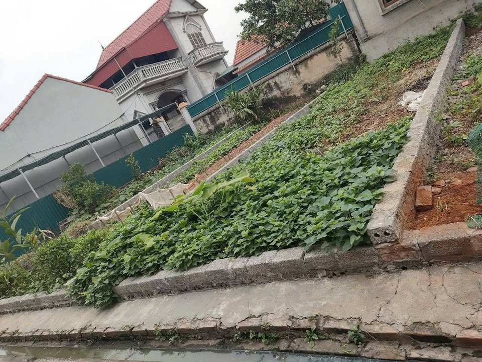 Đất nền Thống Nhất, Thường Tín 49,5m² chỉ 2 tỷ - Vị trí đẹp, không lỗi phong thủy!