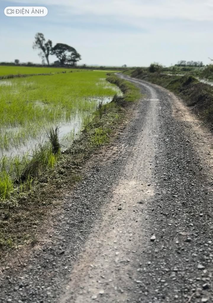 Đất ruộng 13 công lớn xã Bình Phú, huyện Tân Hồng - Mặt tiền 250m, giá 1.68 tỷ