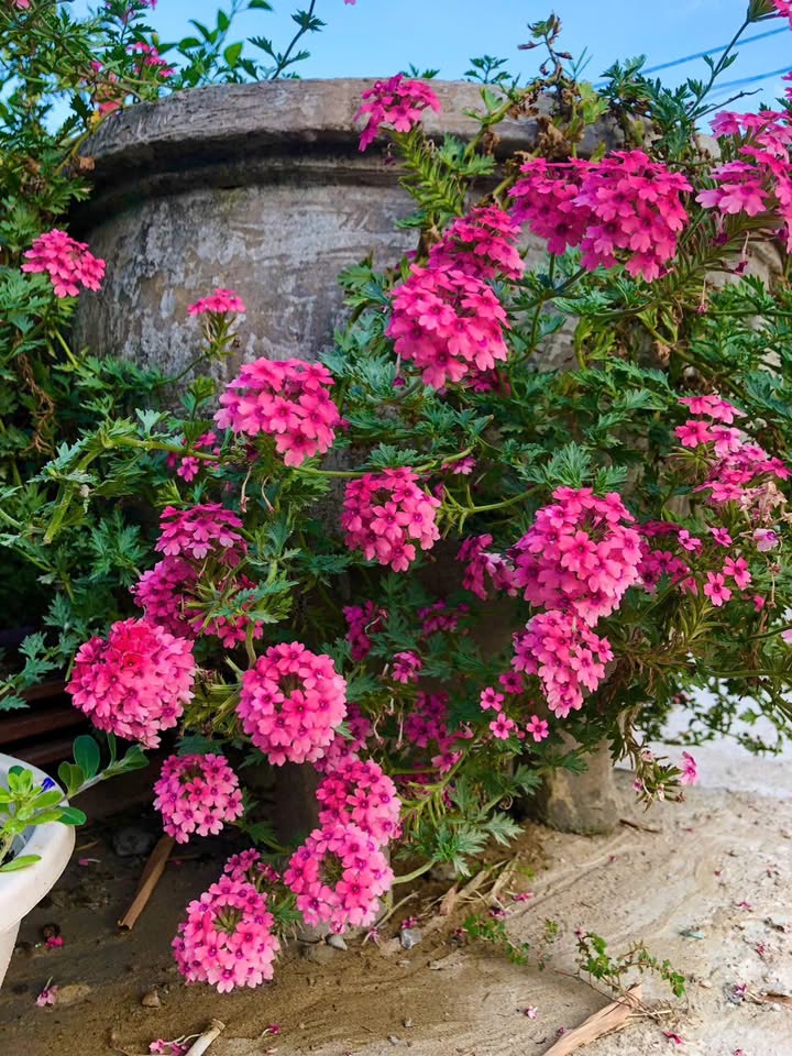 Đất biệt thự ven sông Hàn - Harbour Ville, Sơn Trà 305m² giá 43.9 tỷ - Cơ hội đầu tư tuyệt vời!