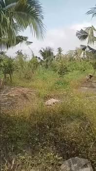 Đất vườn 6000m² tại Mỹ Hiệp, Cao Lãnh - Giá 1.56 tỷ - Sẵn sàng đầu tư!