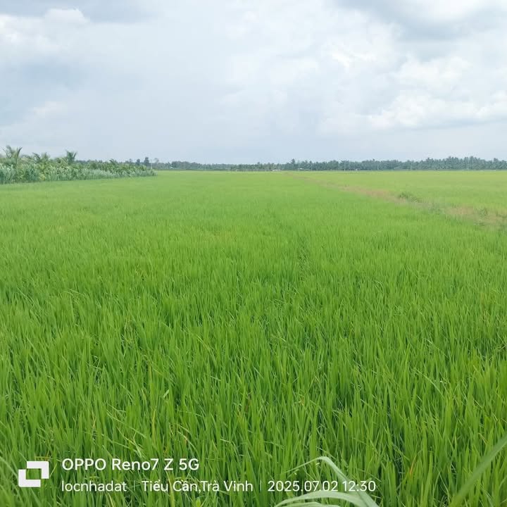 Đất nông nghiệp Tân Hòa Vĩnh Long 14.200m² giá 170 triệu - Cơ hội đầu tư hấp dẫn!