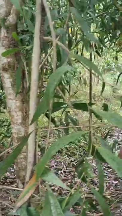 Đất mặt tiền đường nhựa 598m² giá 850 triệu - Sổ hồng chính chủ!