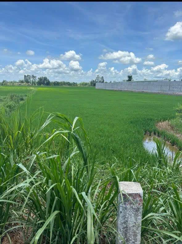 Đất ruộng Bình Khánh An Giang 3000m² giá 2 tỷ - Cơ hội đầu tư tuyệt vời!