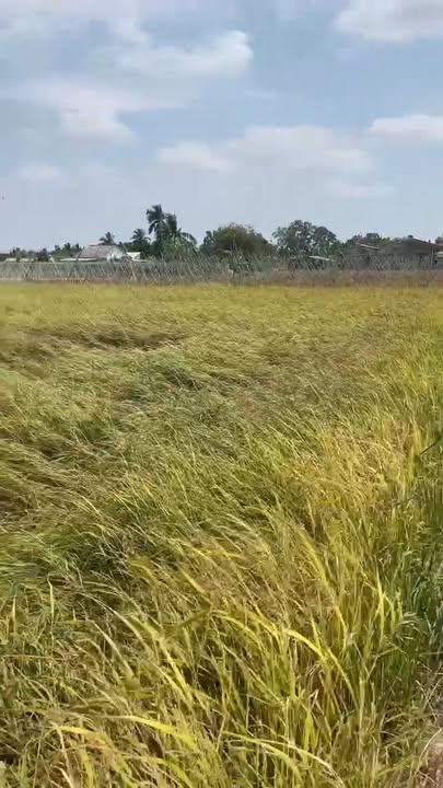 Đất lúa 1000m² xã Lạc Tấn giá chỉ 330 triệu - Sổ đỏ chính chủ!