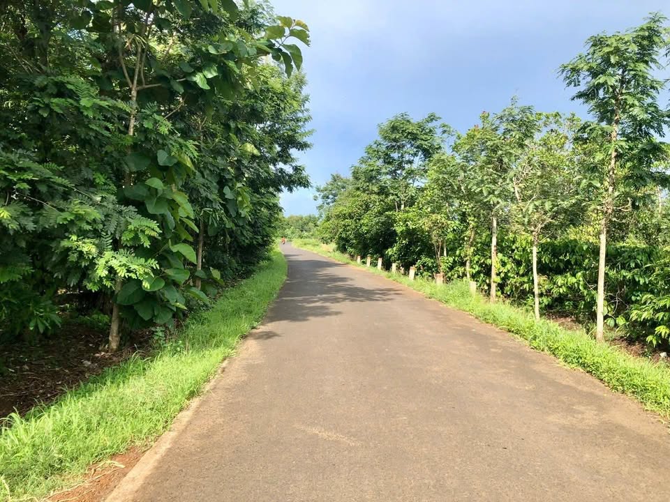 Đất mặt tiền đường nhựa Hòa Xuân 1200m² giá 850 triệu - Đầu tư sinh lời ngay!