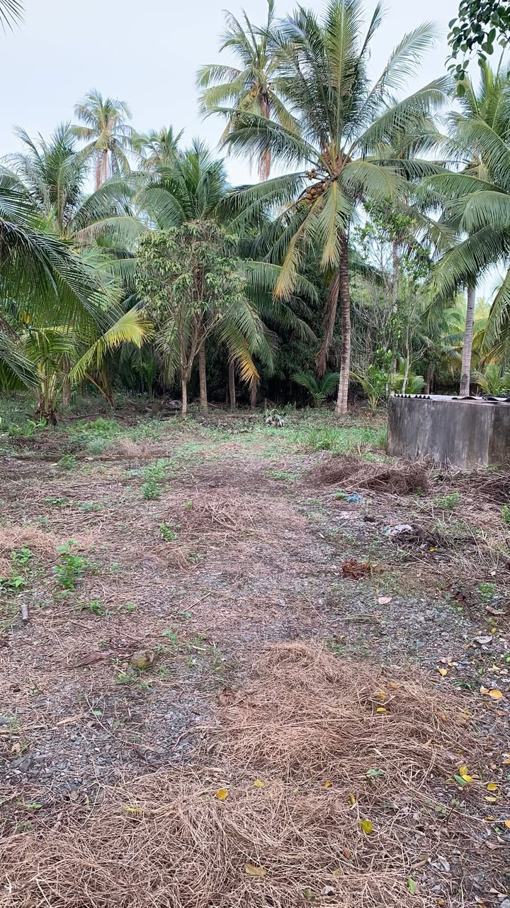 Đất mặt tiền An Hội, Bến Tre 2200m² giá 3.3 tỷ - Đầu tư sinh lời ngay!