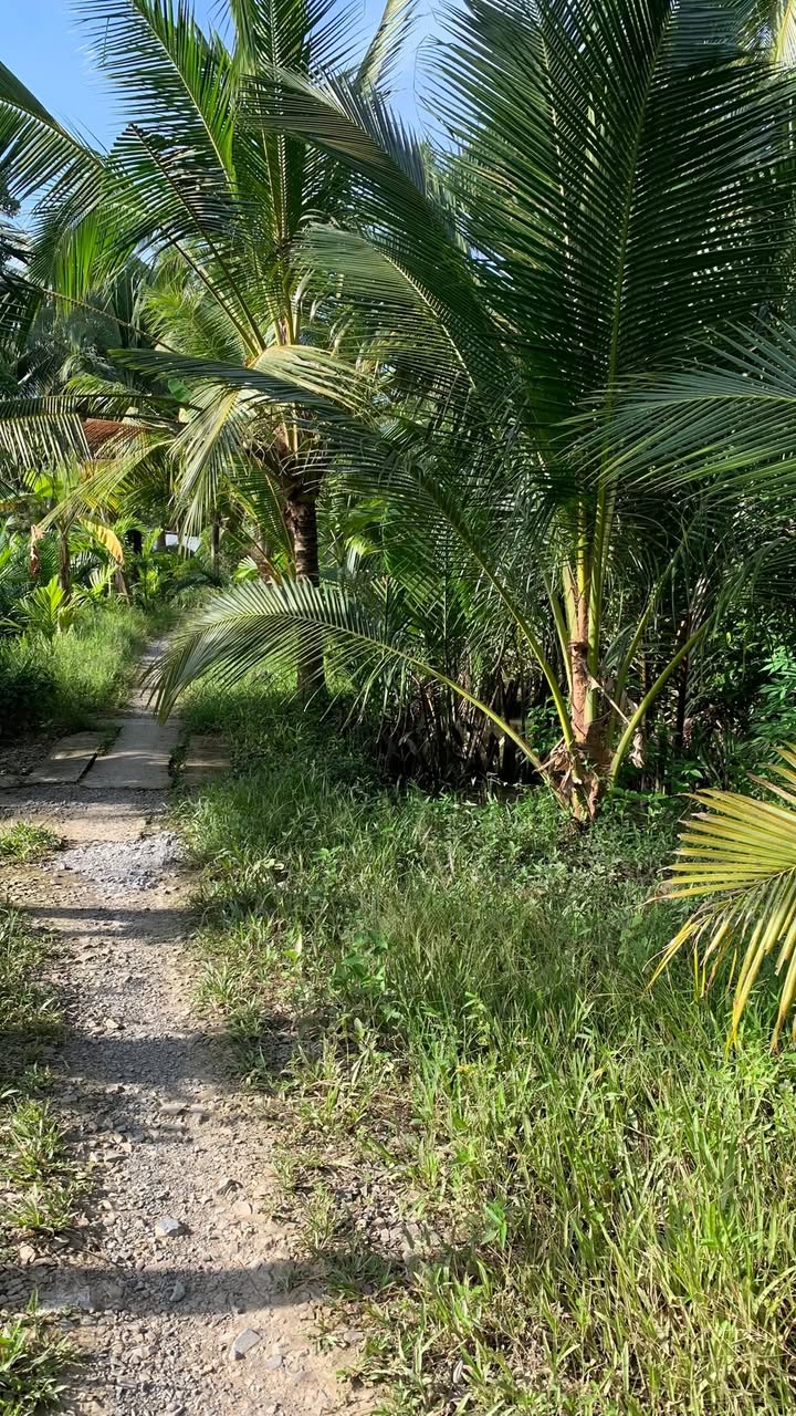 Đất nền 7500m² phường An Hội, Bến Tre giá 6 tỷ - Đường thông xe ô tô vào tận nơi!