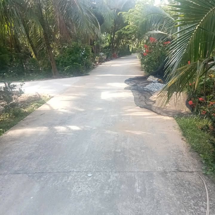 Đất nền Châu Hòa, Giồng Trôm, Bến Tre 125m² - Giá chỉ 450 triệu!