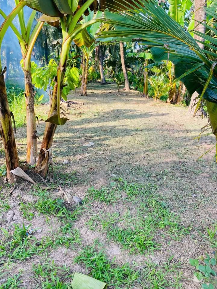 Đất vườn dừa 2400m² tại Phú Đức, Châu Thành - Giá chỉ 1.05 tỷ VND!