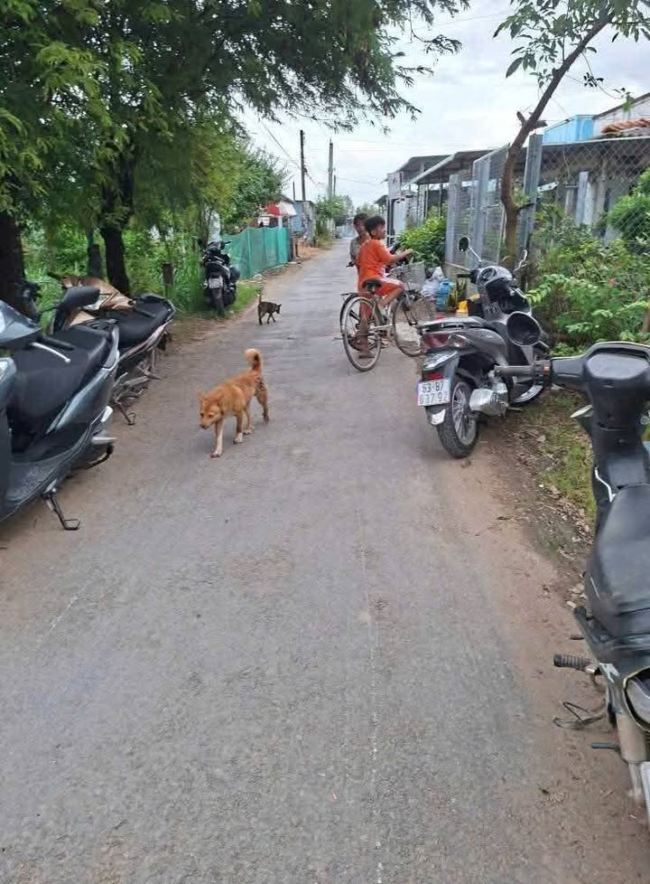 Bán nhà Ấp Trại Ngang, Gò Công Đông 190,6m² chỉ 650 triệu - Đầu tư sinh lời!