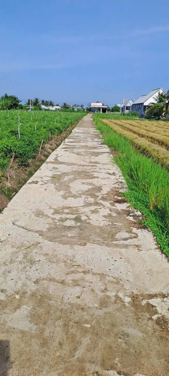 Đất Ruộng Tân Tây Gò Công Đông 2600m² giá chỉ 550 triệu - Cơ hội đầu tư tuyệt vời!