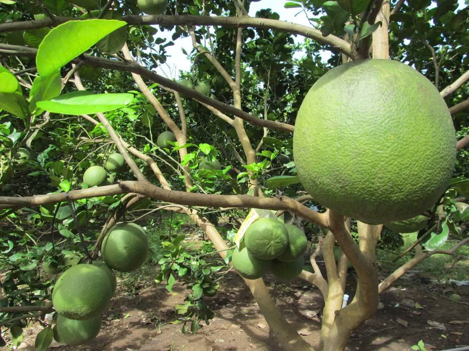 Vườn bưởi 2000m² tại Trừ Văn Thố, Bàu Bàng giá chỉ 1.75 tỷ - Cơ hội đầu tư sinh lời