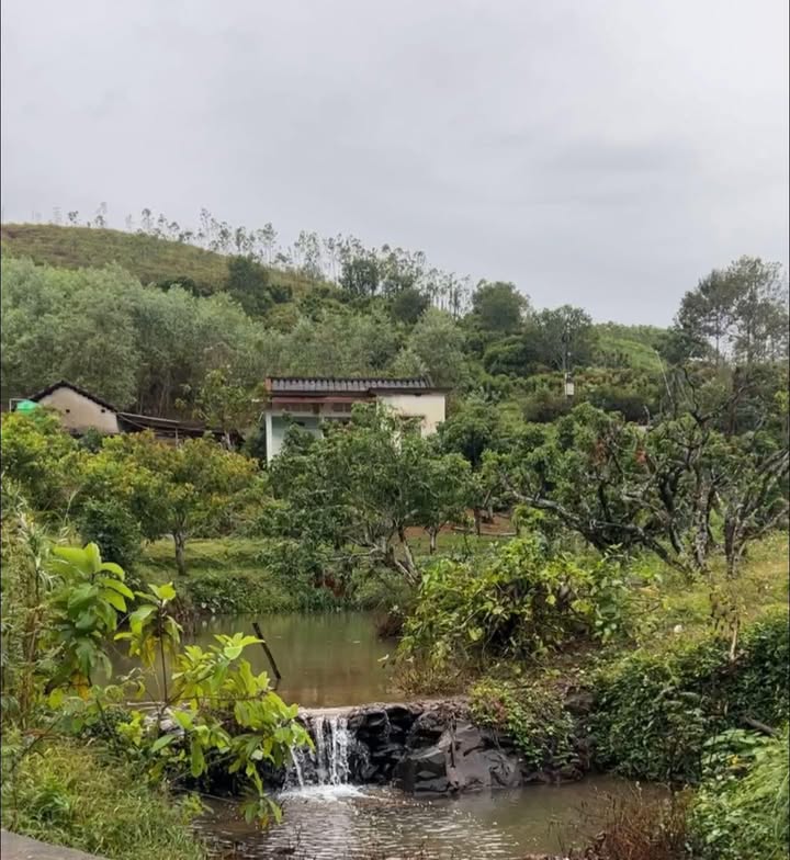 Farm 6,5ha xã Kiên Lao - Đầy tiềm năng với giá thỏa thuận!