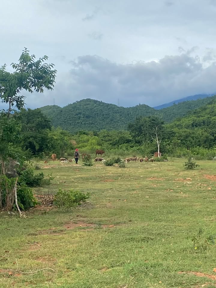 Đất nông nghiệp Phước Trung, Bác Ái, Ninh Thuận 18.996m² - Cơ hội đầu tư hấp dẫn!