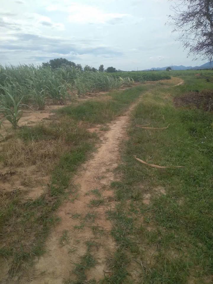 Đất trồng cây 5723m² xã Tây Ninh Hòa chỉ 250 triệu - Cơ hội đầu tư tuyệt vời!