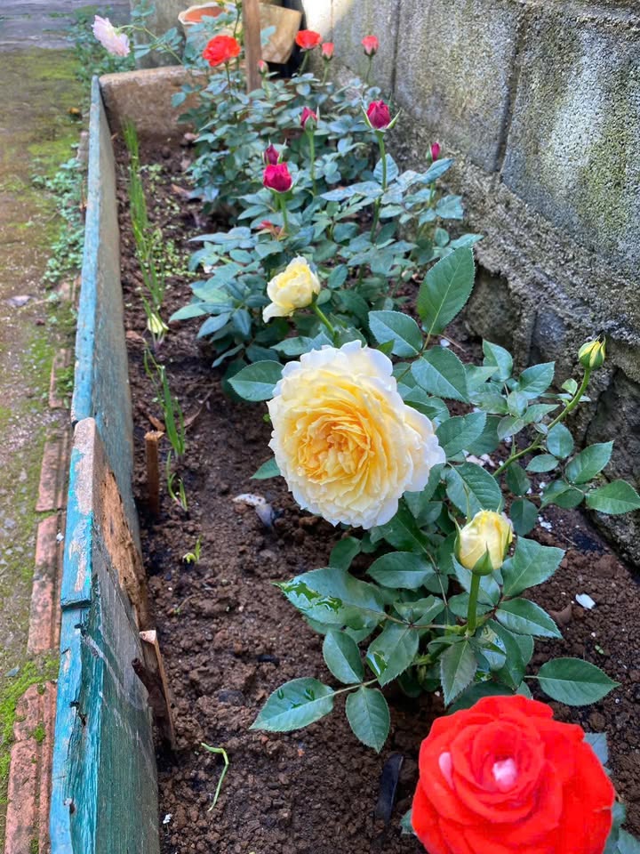 Đất nghỉ dưỡng mặt tiền Mai Thúc Loan, Bảo Lộc 2600m² chỉ 7.5 tỷ - Cơ hội đầu tư tuyệt vời!