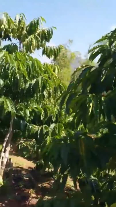 Đất vườn Tân Lâm Di Linh 1,1ha giá 2,6 tỷ - Cơ hội đầu tư sinh lời!