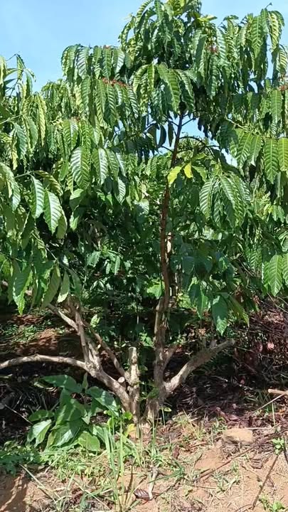 Đất nền Lộc Ngãi, Bảo Lâm 10.000m² giá 7.83 tỷ - Cơ hội đầu tư tuyệt vời!